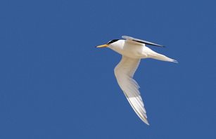 Little-Tern,-(4)