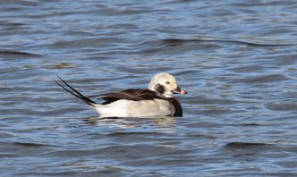 long-tailed Duck