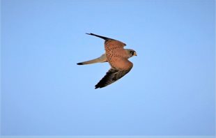 kestrel-(2)_1