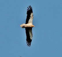 Egyptian vulture