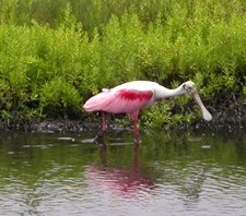 Roseate-spoonbill