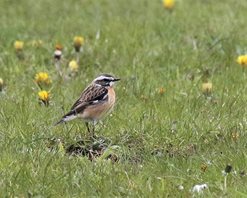 Whinchat-elmesthorpe-(5)