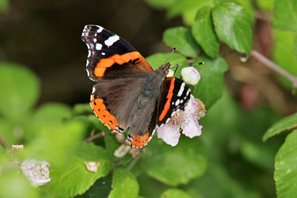 Red Admiral