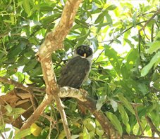 Black-and-white-Owl-(1)