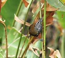 Spot-Breasted-Wren