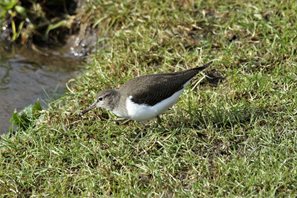 Sandpiper,-Common