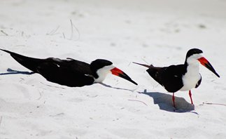 Black-skimmer-(15)