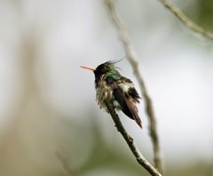 Black-crested-Coquette-(1)