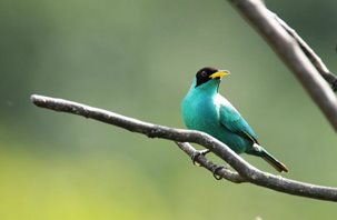 Green-Honeycreeper