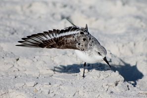 Sanderling