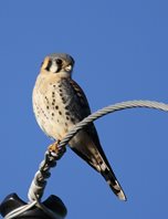 Kestrel,-American-(5)