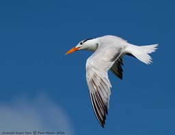 Royal tern