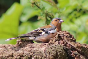 Chaffinch