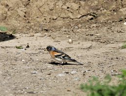 Brambling