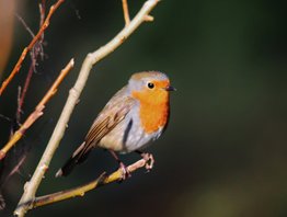 Robin