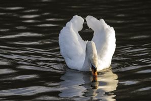 Mute Swan