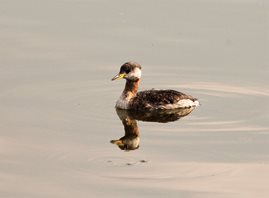 Red-necked-Grebe,