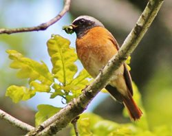 Redstart