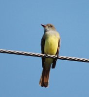 Greatcrested-flycatcher-(1)