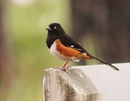 Eastern-towhee-(13)