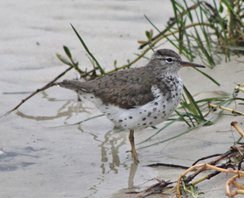 Spotted Sandpiper