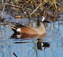 Buewinged-teal-(2)