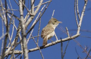 Olivaceous-Warbler