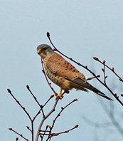 Kestrel