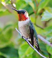 Rubythroated-humming-bird-(39)