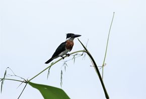 Amazon-Kingfisher
