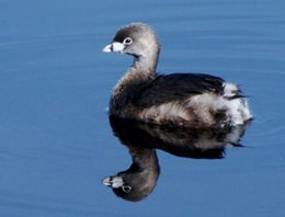 pied-billed-grebe-(3)