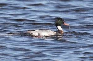 Merganser,-Red-breasted