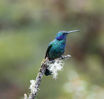 Green-Violeteer-(2)