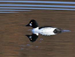 Goldeneye_1