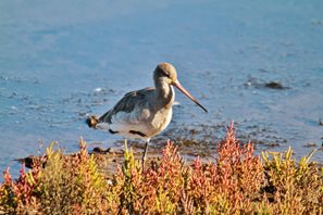 Black-tailed Godwit