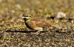 Cirl bunting