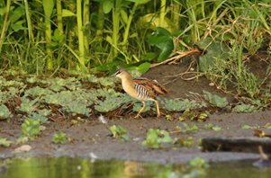 Yellow-breasted-Crake-(2)