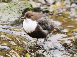Dipper