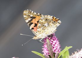 Painted-lady