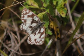 Marbled-white-(1)