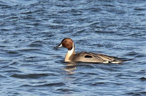 Pintail,