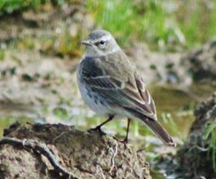 water pipit