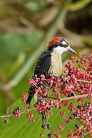 Black-cheeked-Woodpecker