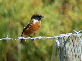 Stonechat