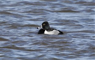 Ring-necked duck