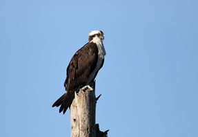 Osprey-(2)