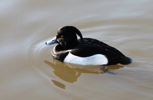 Tufted duck