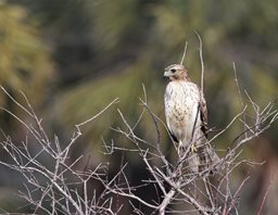 Hawk,-Red-shouldered-(1)