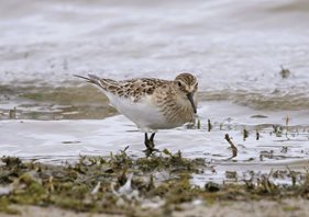 Baird-s-Sandpiper-(9)
