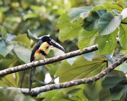 Collared-Aracari-(1)